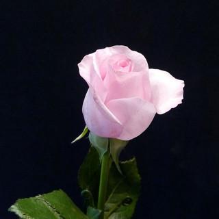 MP