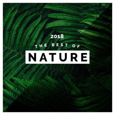 Fast Stream with Birds