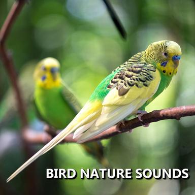 Soothing Outdoor Bird Recording