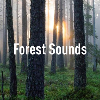 Relaxing Forest Birds