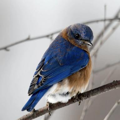 Bird sounds 4 - Loopable