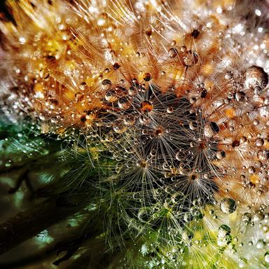 Asleep in the Forest