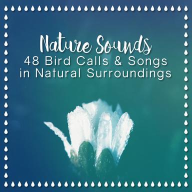 Birds in the Clearing