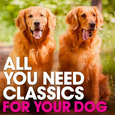 The Four Seasons, Op. 8, Concerto No. 3 in F Major, RV 293, "Autumn": II. Adagio molto