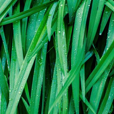 Under Shelter Strong Rains
