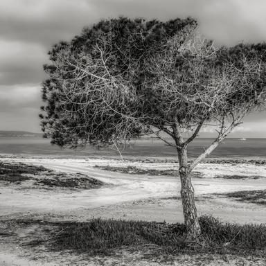 Silent Dunes