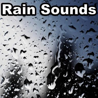 Forest Rain
