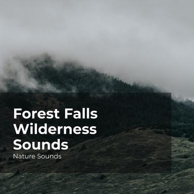 Melodic Quiet Forest