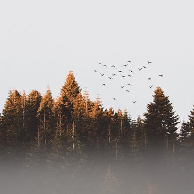 Foggy Clouds