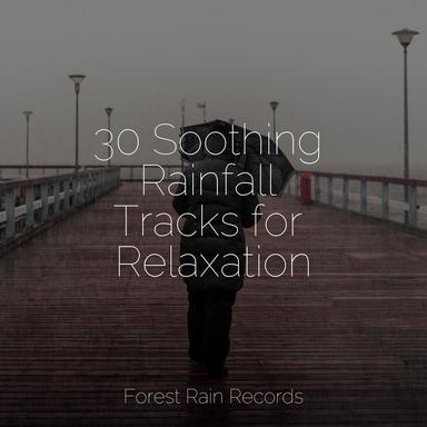 Rainy Sunrise Forest Ambience