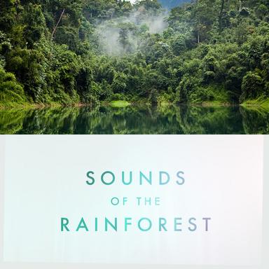 Crickets in the Rain