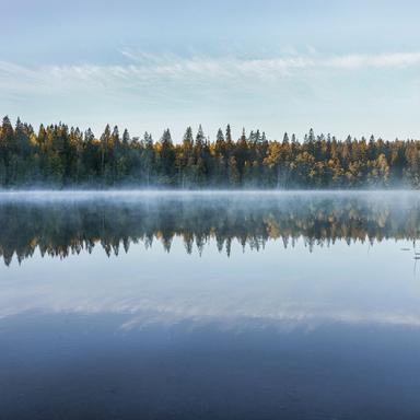 Morning Chorus
