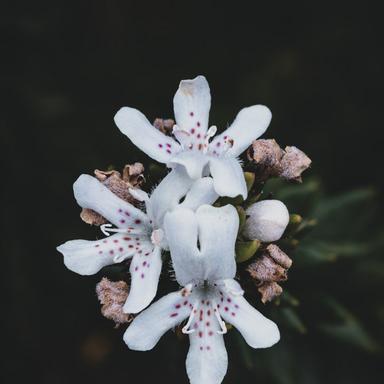 Calming River Melody