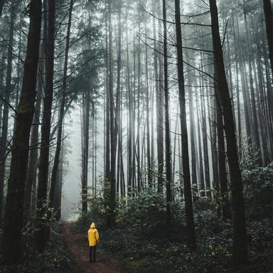 Caminar Por El Bosque