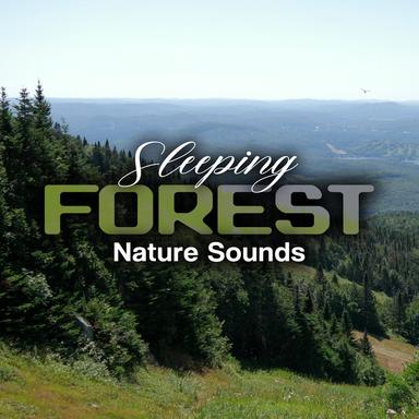 Sleeping Forest