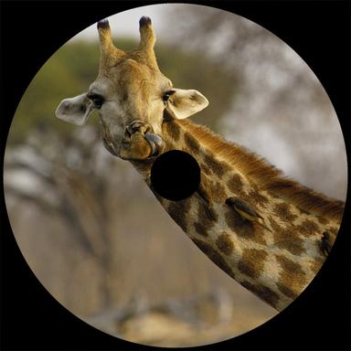 Safari - Original Mix