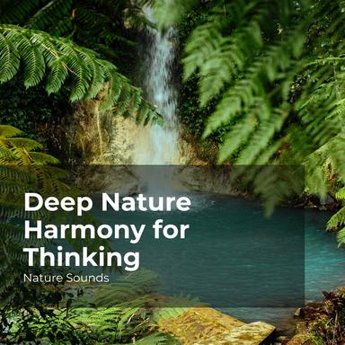 Forest Gloomy Weather