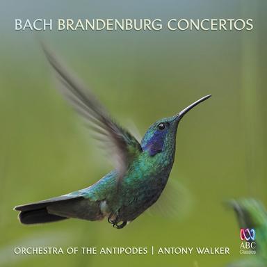 Brandenburg Concerto No. 5 in D Major BWV 1050: II. Affettuoso