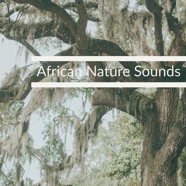 Morning Nature Sounds