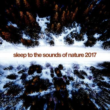 Woodland Rain (No Fade)