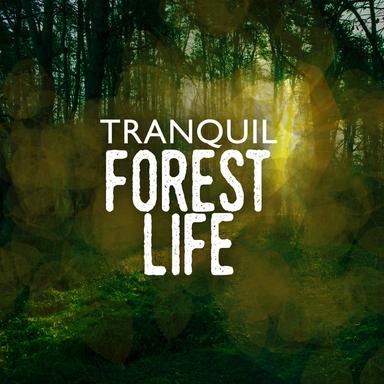 Trickle Through the Forest