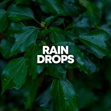 Rain Forests