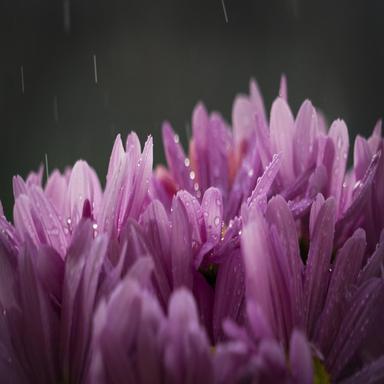 Heavy Rain on a Car Roof
