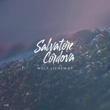 Wolf Lichen